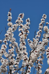 Spring flower apricot
