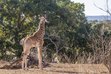 Giraffe in Kruger National park, South Africa