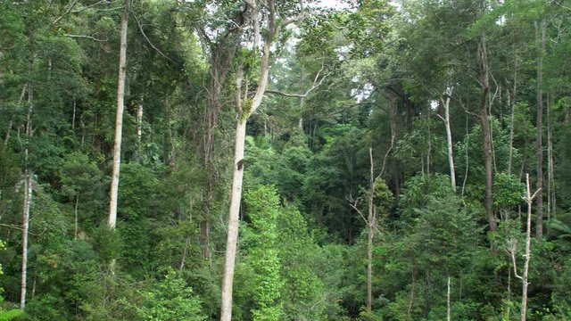 Dense Lush Green Tropical Rainforest