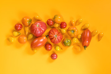 Many different red orange yellow tomatoes on yellow surface.