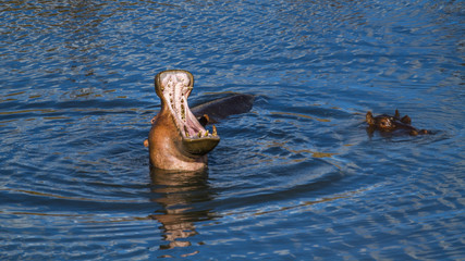 Hippopotamus in Kruger National park, South Africa ; Specie Hippopotamus amphibius family of...