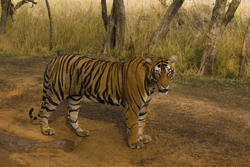 Fototapeta premium Tiger, Panthera tigris tigris, Pacman, Ranthambhore Tiger Reserve, Rajasthan