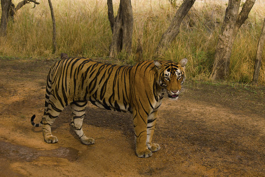 Tiger, Panthera tigris tigris, Pacman, Ranthambhore Tiger Reserve, Rajasthan