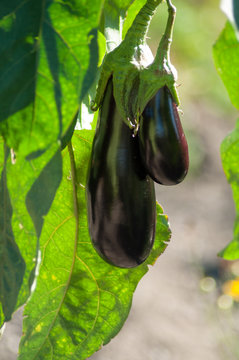 closeup  of eggplant in a green house