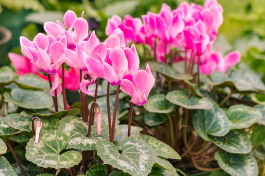 closeup of pink Persian cyclamen flowers in bloom