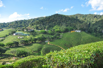 Tea plantations in Cameron Highlands