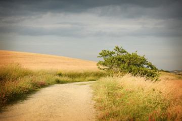 Obraz premium Path through meadows in the evening sun. Tuscany, Italy