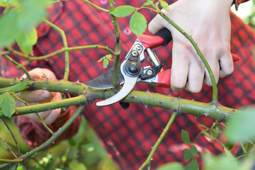 Gardener  hands with garden pruning scissors pruning climbing roses.