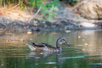 Male wild duck or Anas platyrhynchos swimming in the water. Mallard wild duck, Anas platyrhynchos floating on a lake.
