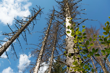 Pine forest devastated be bark beetle infestation.
