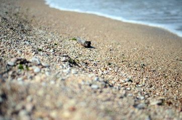 Fototapeta na wymiar Pebbles at the beach