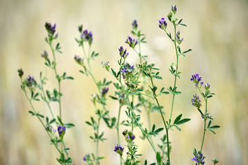 Flowering alfalfa seedlings