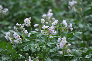 In the field bloom potatoes