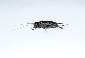 Black cricket on isolated background