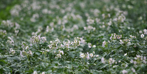 In the field bloom potatoes