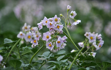 In the field bloom potatoes