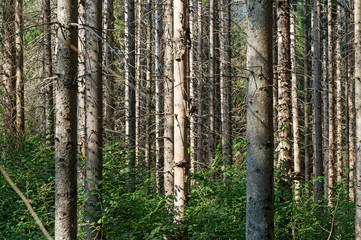 Pine forest affected by bark beetle.