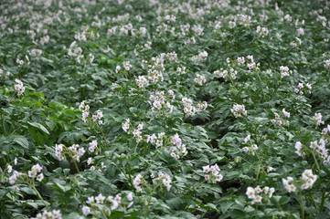 In the field bloom potatoes