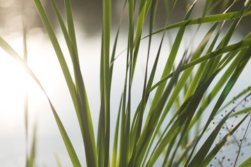 Naklejka premium outdoor scenery showing some green reed vegetation detail at a lake