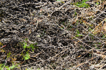 Dry wormwood in summer 