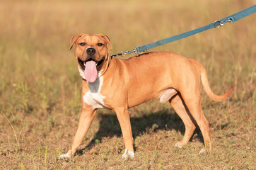 Strong and beautiful American staffordshire terrier portrait