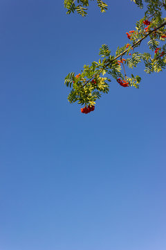 red berry tree branch on blue sky