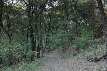 down the forest road