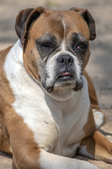 Fototapeta premium Boxwe