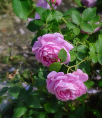Нежные розовые розы цветут на кусте в саду.