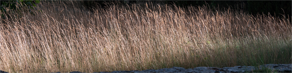 herbes sèches au coucher de soleil en Provence à Montbrizon-sur-Lèze dans la Drôme