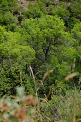 Garrigue et falaises du Minervois
