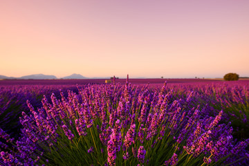 Naklejka premium Lawenda w rozkwicie zbliżenie na polu w Valensole Provence