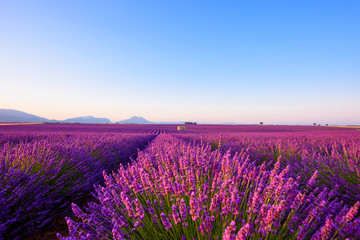 Fototapeta na wymiar Lavender field iconic famous landscape at sunrise Valensole Plateau Provence rows of blossoming lavender bushes to the horizon Alps
