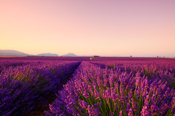 Lavender field blooming in Provence France focus on foreground flowering bush
