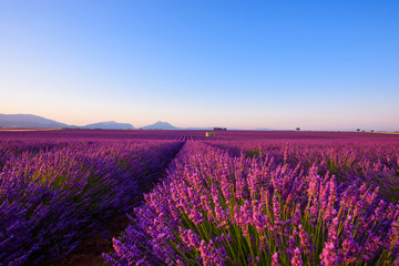 Obraz na płótnie Canvas Lavender field beautiful endless rows of flowers with mountains and lonely farm house at sunrise