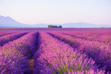 Plakat Lavender field Provance France at sunrise light