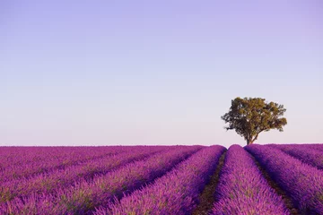 Foto auf Glas Blossoming lavender bushes row and lonely tree near Valensole Provence France © nevodka.com