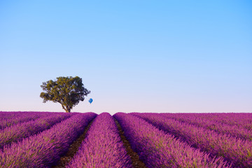 Fototapeta na wymiar Rows of lavender bushes with lonely tree and air baloon at Valensole France focus on hill and tree