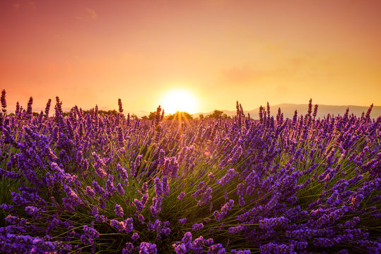 Blossoming lavender bushes at field near Valensole Provence France at warm sunset light