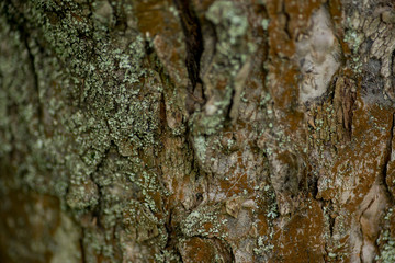 Nature wood bark