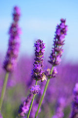 Obraz premium Honeybee collect pollen and nectar from flowering lavender bush