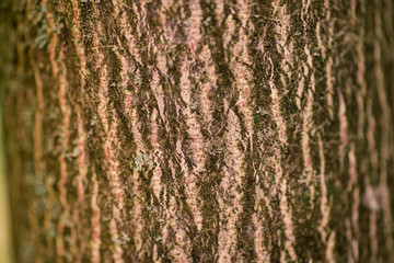 Nature wood bark
