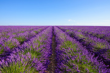 Fototapeta na wymiar Lavender bushes rows at lavender field