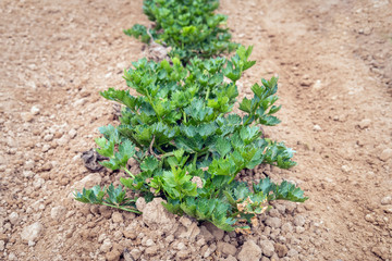 Organically grown celeriac plants in a row