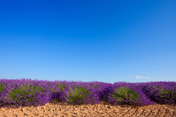 Lavender bushes row blooming at lavender field in summer at Valensole France