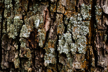 Nature wood bark