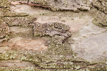 Nature wood bark