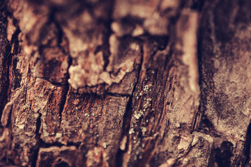 Nature wood bark