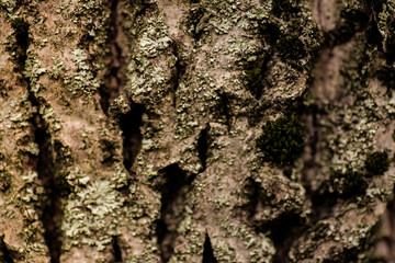 Nature wood bark