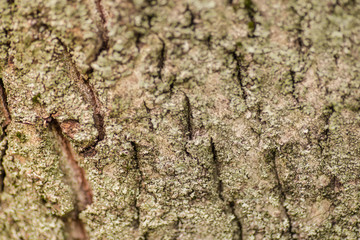 Nature wood bark